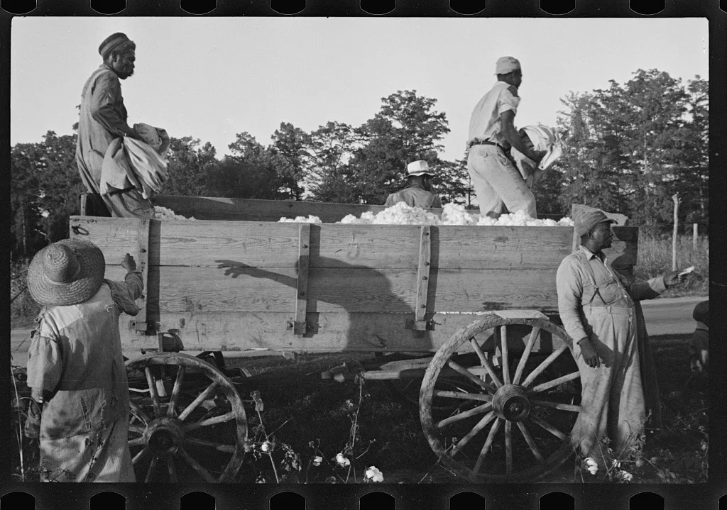 Bringing in cotton for weighing, Pulaski County, Arkansas, 1935