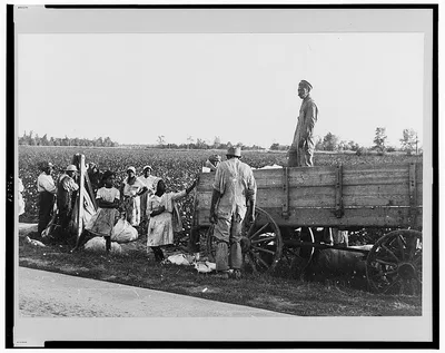 Cotton pickers, Pulaski County, Arkansas, 1935