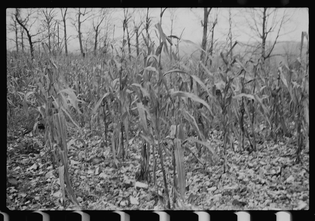 [Untitled photo, possibly related to: Sugarcane worker, Plaquemines…, Louisiana, 1935