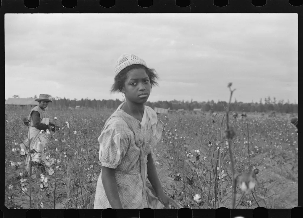 Picking cotton, Pulaski County, Arkansas, 1935