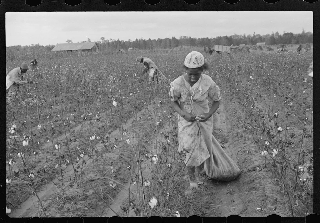 Cotton pickers, Pulaski County, Arkansas, 1935