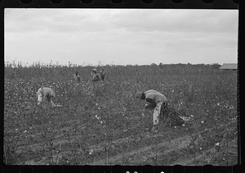 [Untitled photo, possibly related to: Cotton pickers, Pulaski County,…, Arkansas, 1935