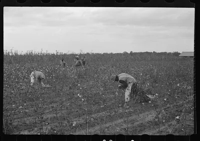 [Untitled photo, possibly related to: Cotton pickers, Pulaski County,…, Arkansas, 1935
