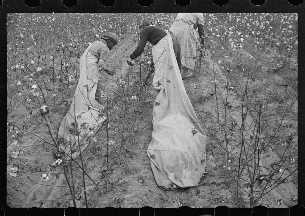 Cotton pickers, Pulaski County, Arkansas, 1935