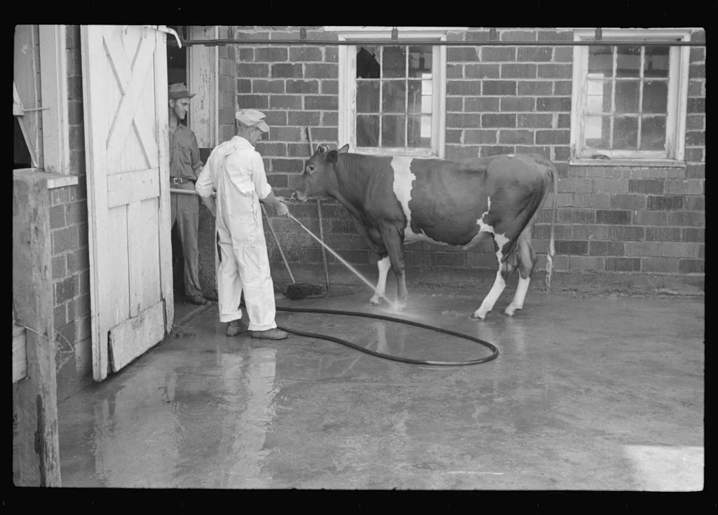 [Untitled photo, possibly related to: Washing a prize bull at the…, West Virginia, 1937