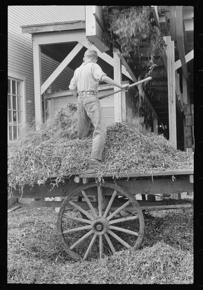 [Untitled photo, possibly related to: "At a pea vinery," central…, Ohio, 1938