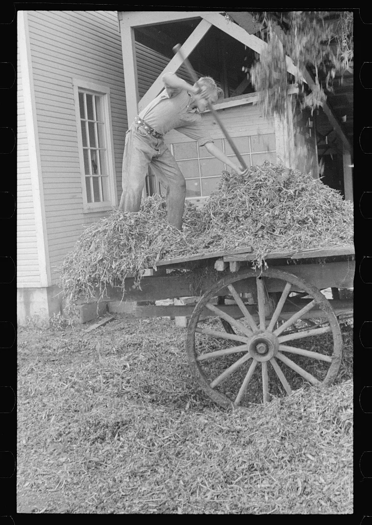 [Untitled photo, possibly related to: "At a pea vinery," central…, Ohio, 1938