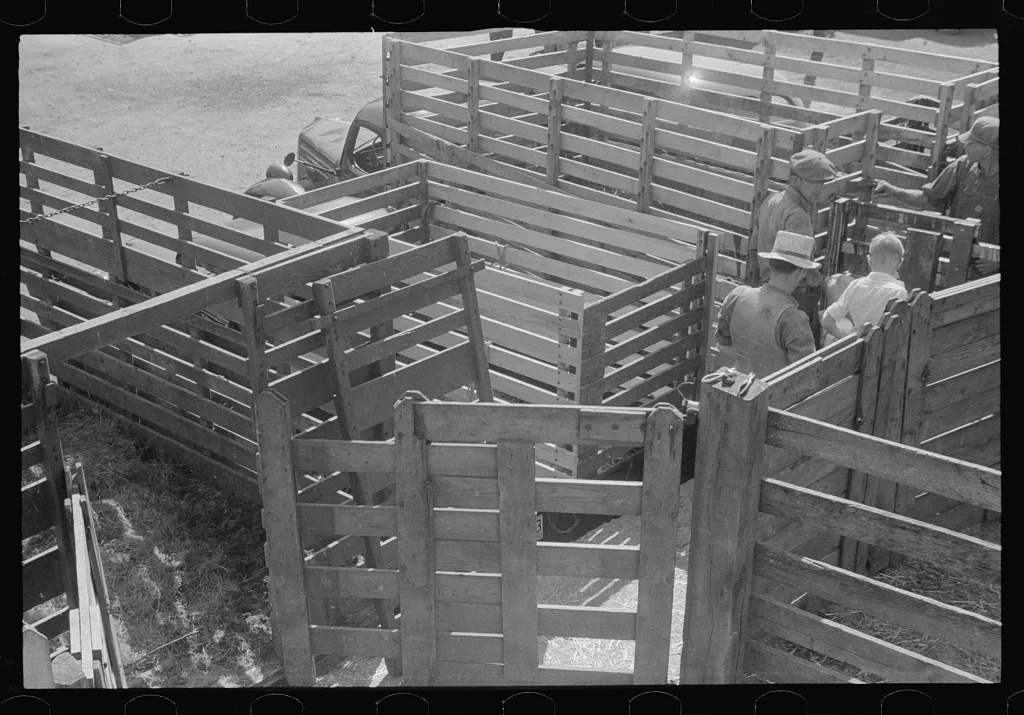 Pens at the Pickaway Livestock Cooperative Association, central Ohio…, 1938