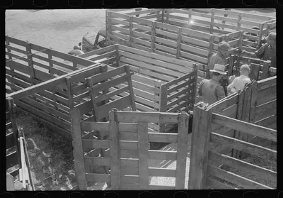 Pens at the Pickaway Livestock Cooperative Association, central Ohio…, 1938