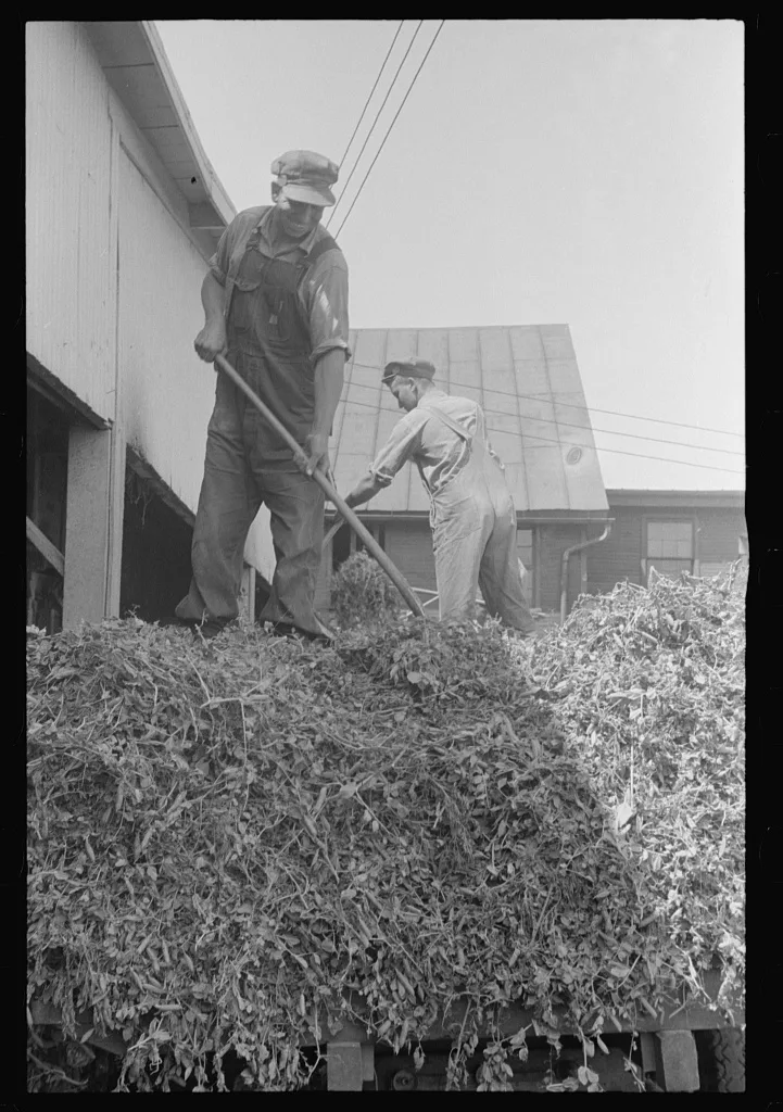 "At a pea vinery," central Ohio, 1938