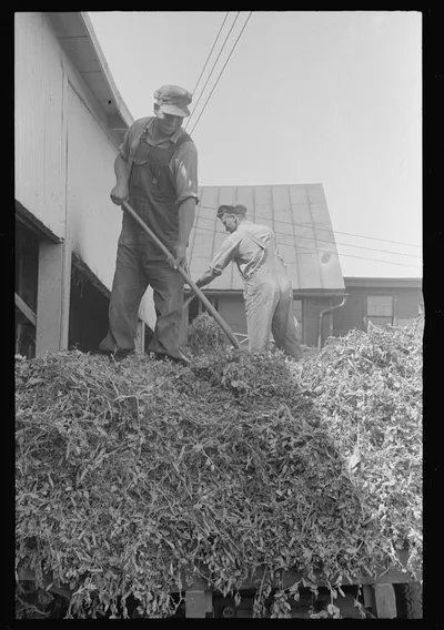 "At a pea vinery," central Ohio, 1938