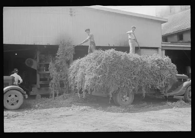 "At a pea vinery," central Ohio, unloading peas, 1938