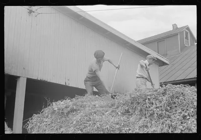 [Untitled photo, possibly related to: "At a pea vinery," central…, Ohio, 1938