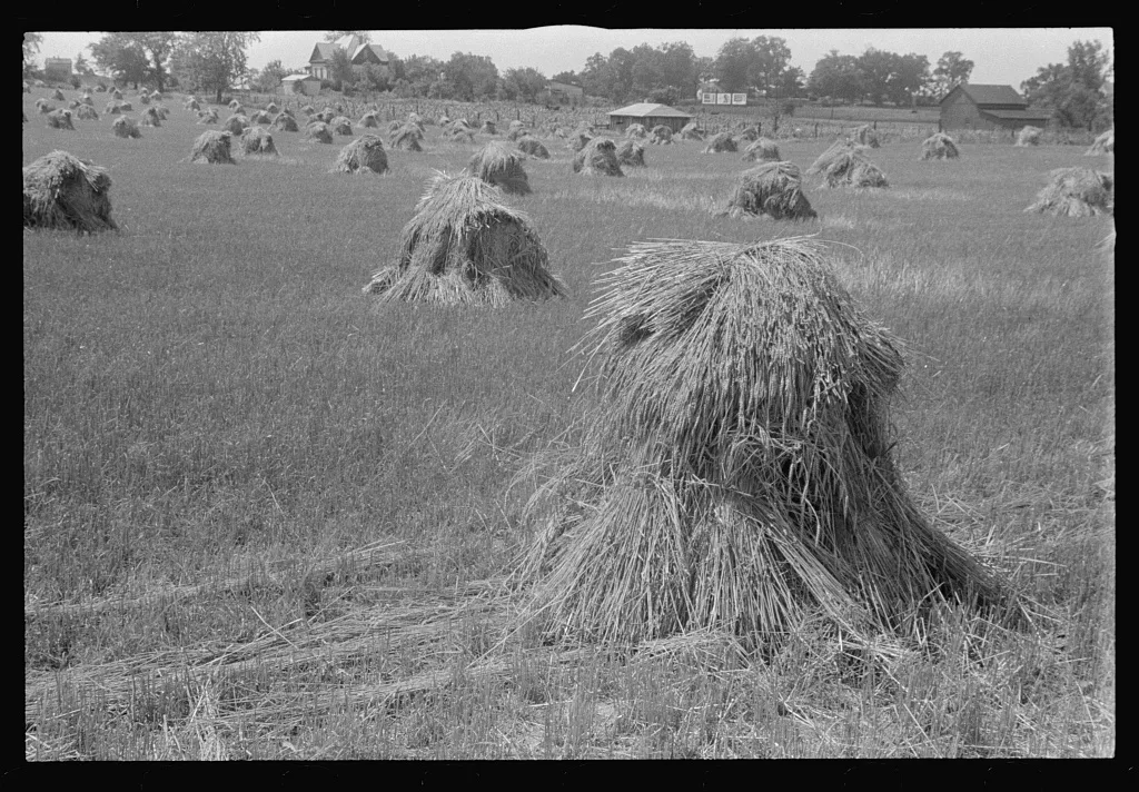 Wheat in shock, central Ohio, 1938