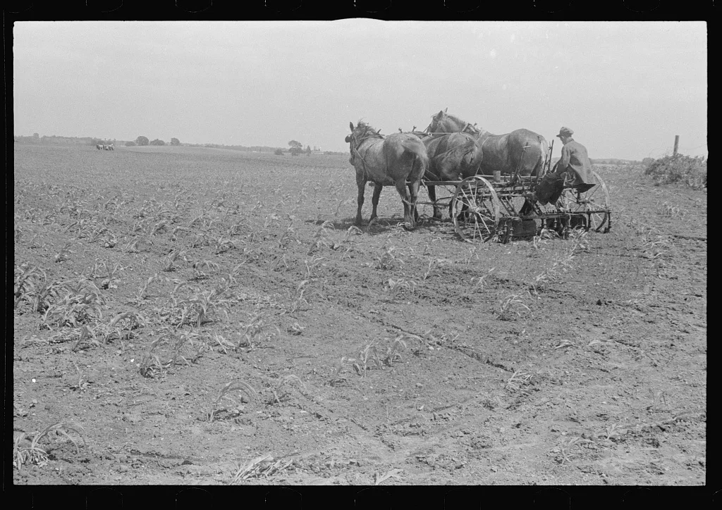 Cultivating corn with two-row cultivator, central Ohio, 1938