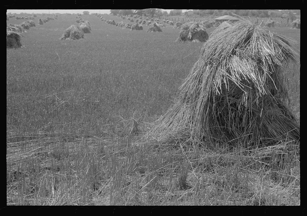 [Untitled photo, possibly related to: Wheat in shock, central Ohio], 1938
