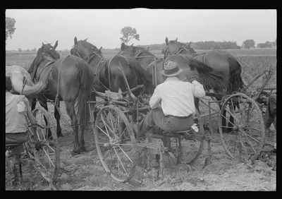 Cultivating corn with two-row cultivator, central Ohio, 1938