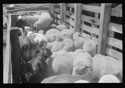 Cattle in pens at Pickaway Livestock Cooperative Association, Ohio, 1938