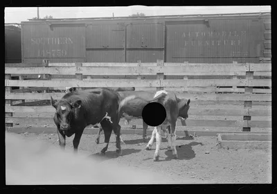 [Untitled photo, possibly related to: Cattle in pens at Pickaway…, Ohio, 1938