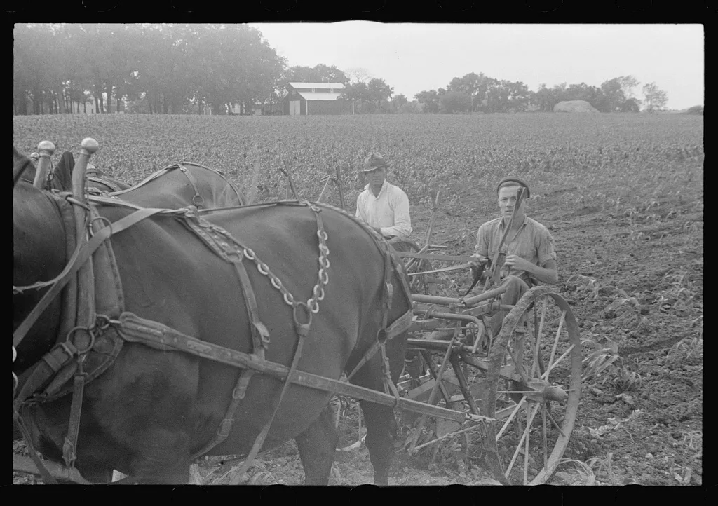 [Untitled photo, possibly related to: Cultivating corn with two-row…, Ohio, 1938