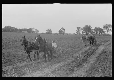 Cultivating corn with two-row cultivator, central Ohio, 1938