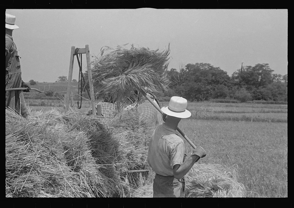 [Untitled photo, possibly related to: Loading bundles of wheat for…, Ohio, 1938