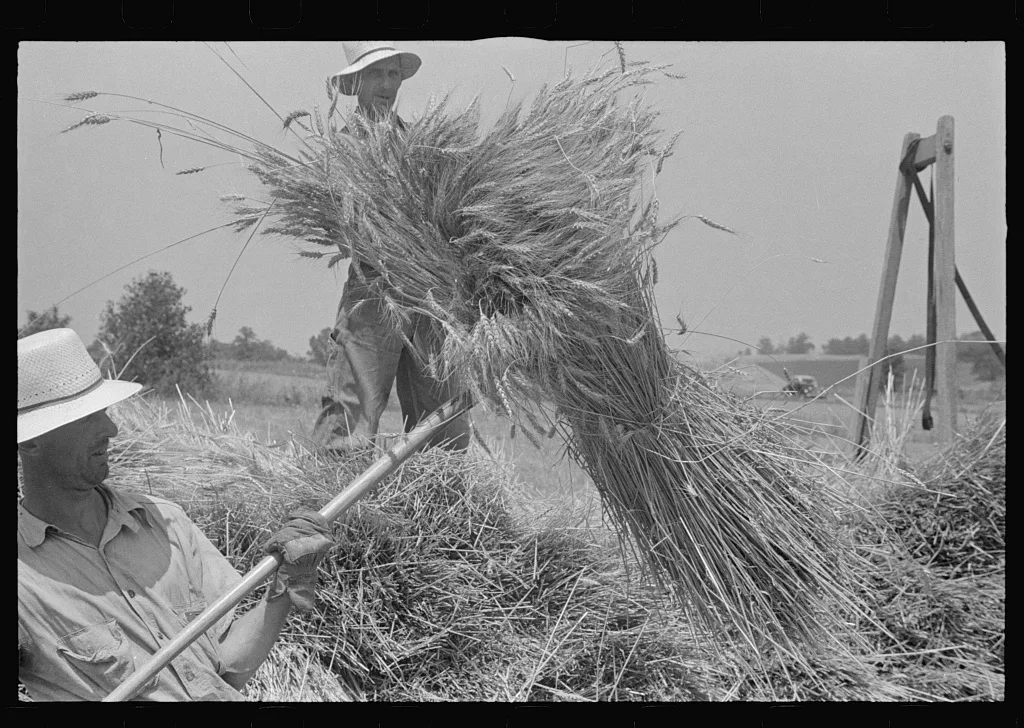 [Untitled photo, possibly related to: Loading bundles of wheat for…, Ohio, 1938