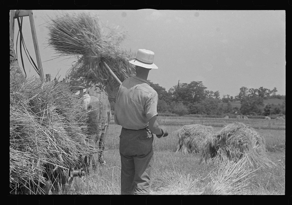 [Untitled photo, possibly related to: Loading bundles of wheat for…, Ohio, 1938