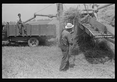 Wheat harvest in the field, feeding the thresher. See general…, Ohio, 1938