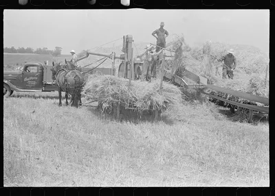 [Untitled photo, possibly related to: Filling truck with threshed…, Ohio, 1938
