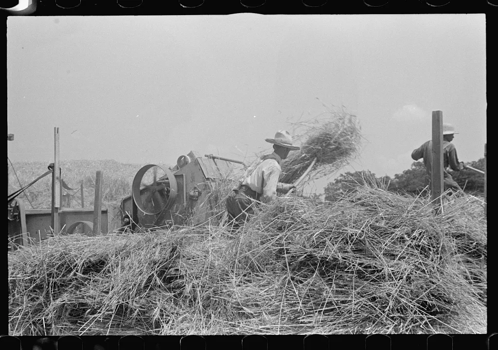 [Untitled photo, possibly related to: Filling truck with threshed…, Ohio, 1938