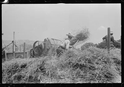 [Untitled photo, possibly related to: Filling truck with threshed…, Ohio, 1938