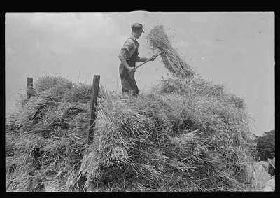 Loading bundles of wheat for hauling to thresher, central Ohio, 1938