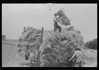 [Untitled photo, possibly related to: Loading bundles of wheat for…, Ohio, 1938