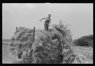 Loading bundles of wheat for hauling to thresher, central Ohio, 1938