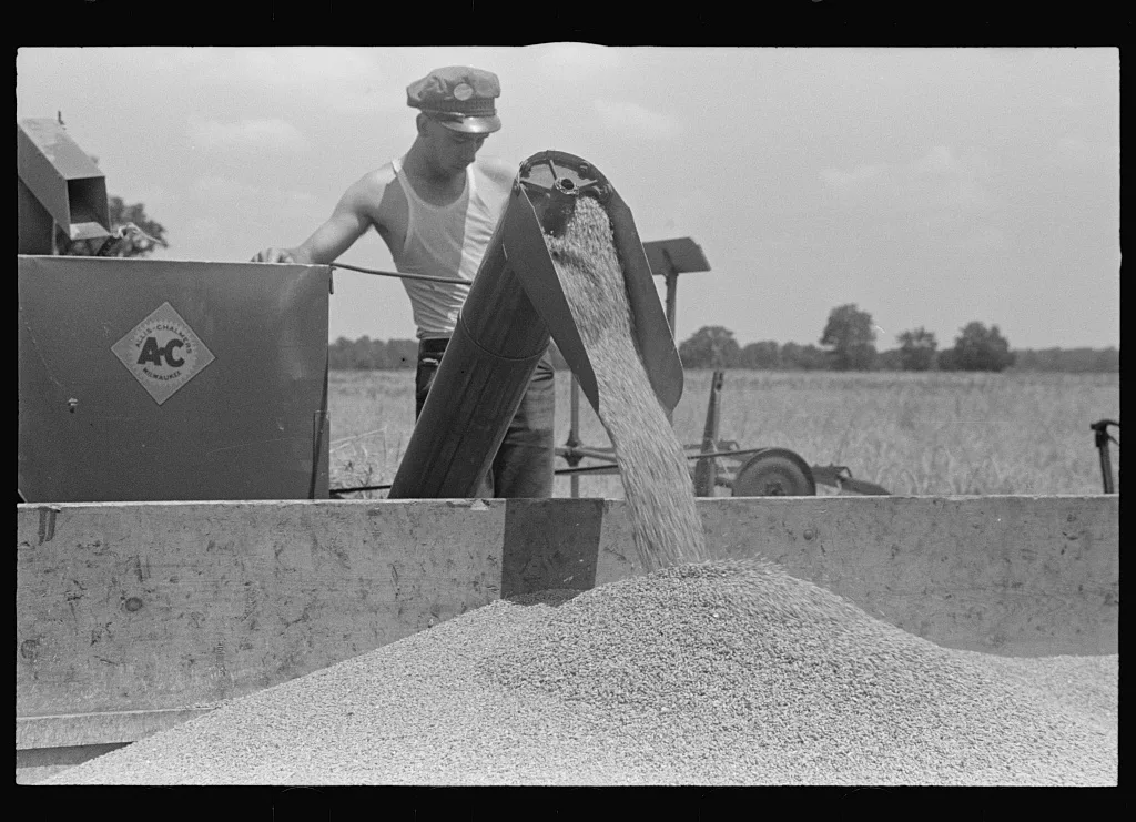 Dumping wheat into truck from combine, central Ohio, 1938