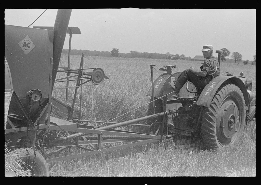 [Untitled photo, possibly related to: Combing wheat, central Ohio], 1938