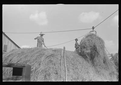 Stacking hay with cable rig and fork, central Ohio, 1938