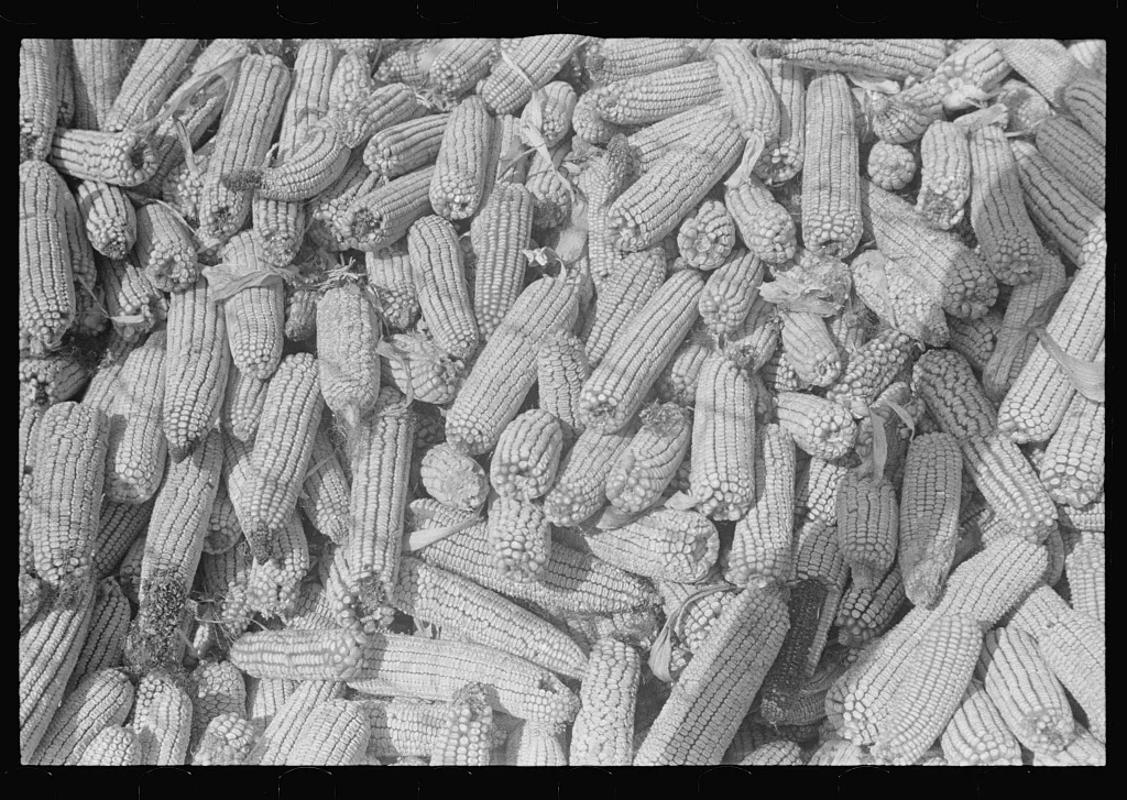 Corn in crib, central Ohio, 1938