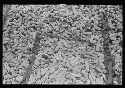 Corn in crib, central Ohio, 1938