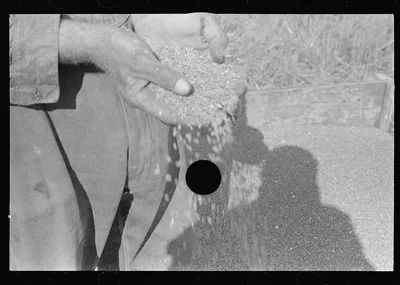 [Untitled photo, possibly related to: Wheat, central Ohio (see…, 1938