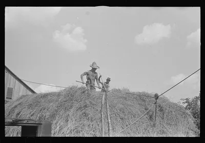 [Untitled photo, possibly related to: Stacking hay with cable rig and…, Ohio, 1938