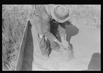 Farmer sampling wheat, central Ohio (see general caption), 1938