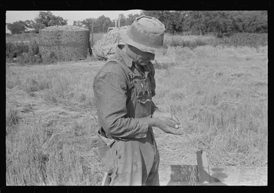 Farmer sampling his threshed wheat, central Ohio (see general caption), 1938