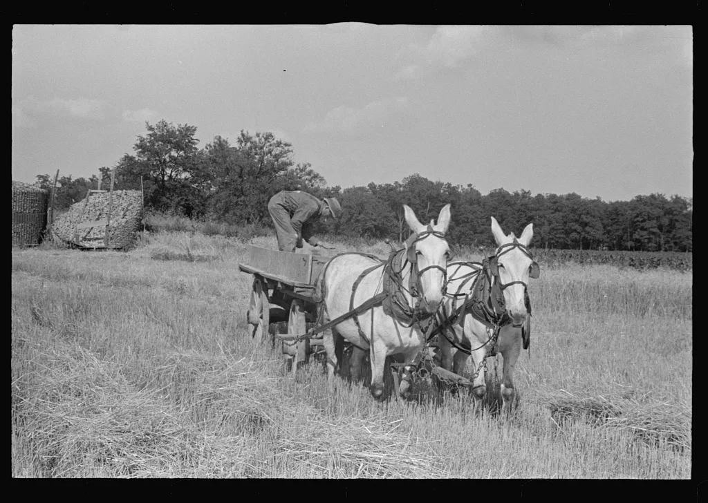 [Untitled photo, possibly related to: Wagon for hauling threshed…, Ohio, 1938