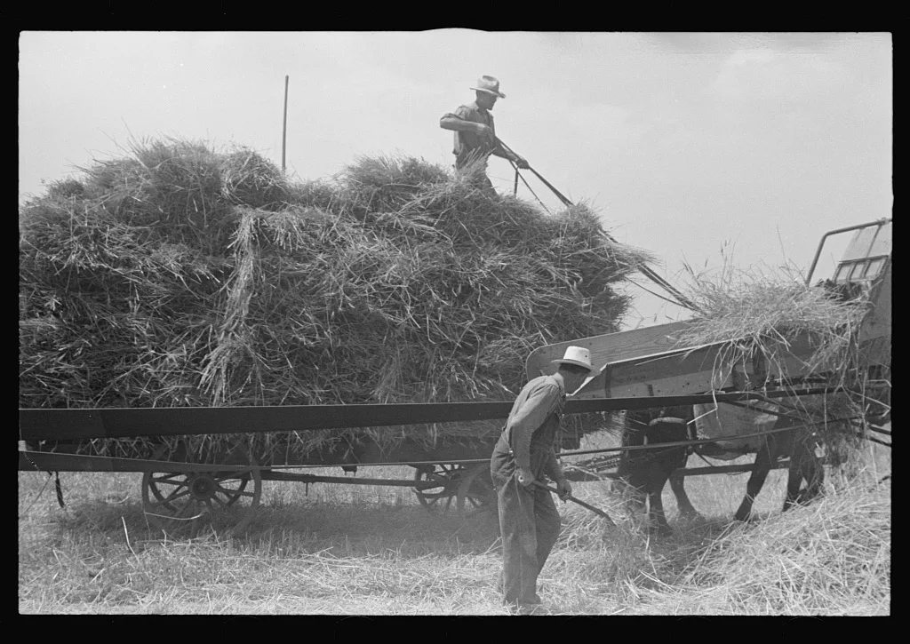 [Untitled photo, possibly related to: Loading bundles of wheat for…, Ohio, 1938