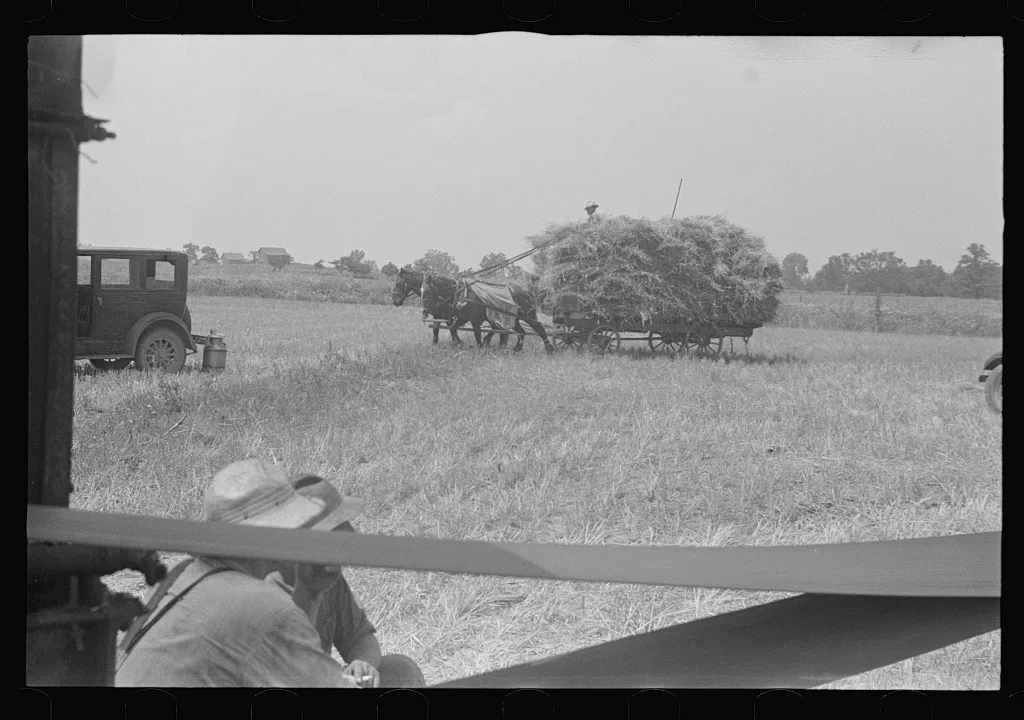 [Untitled photo, possibly related to: Loading bundles of wheat for…, Ohio, 1938