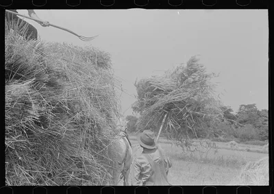 Loading bundles of wheat for hauling to thresher, central Ohio, 1938