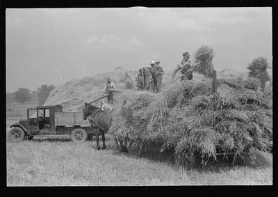 [Untitled photo, possibly related to: Threshing wheat in central Ohio], 1938