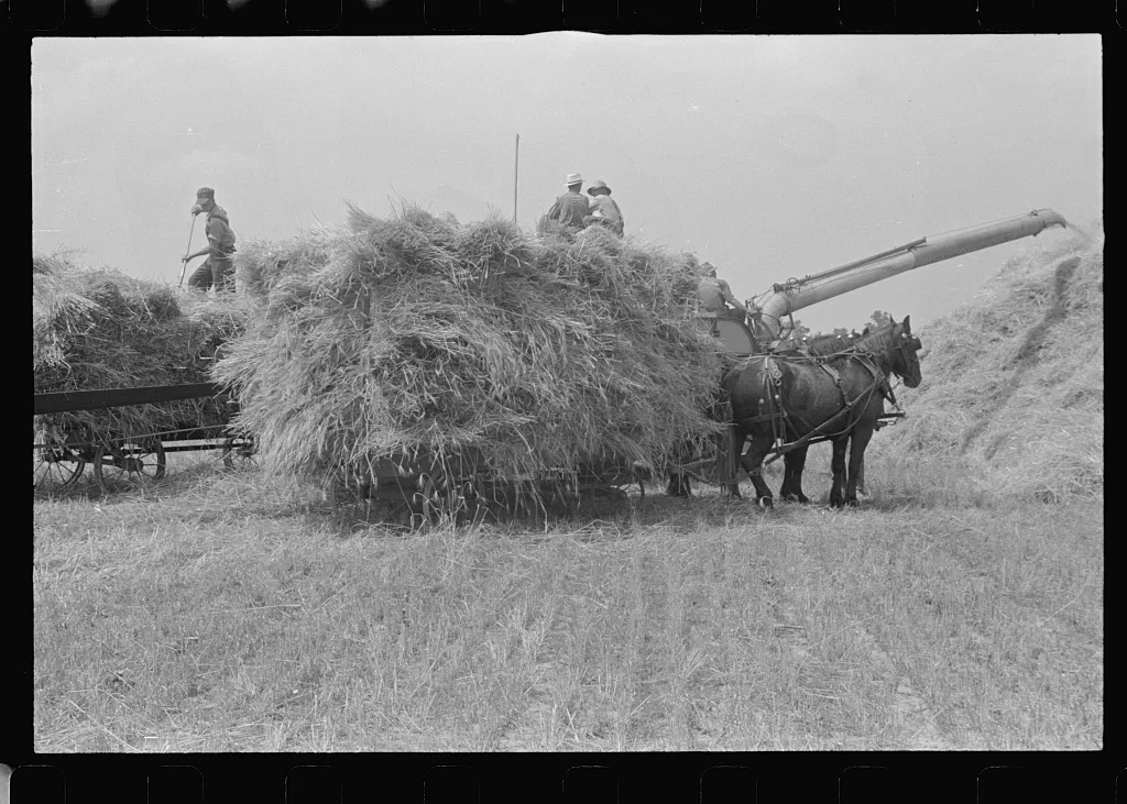 [Untitled photo, possibly related to: Threshing wheat in central Ohio], 1938